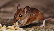 24 Hour & Emergency Exterminators in Woodworth, ND